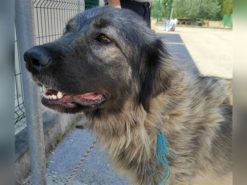 Freundliche Biska sucht Herdenschutzhund geeignetes Zuhause oder Pflegestelle