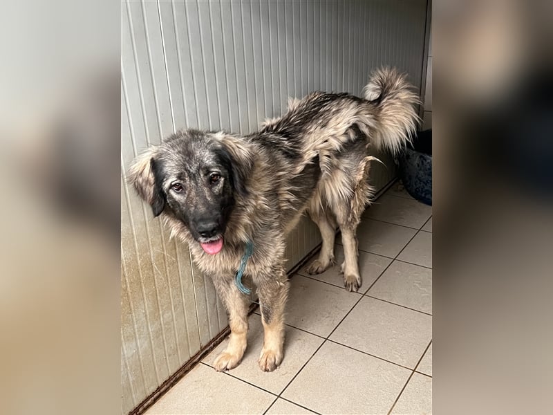 Freundliche Biska sucht Herdenschutzhund geeignetes Zuhause oder Pflegestelle