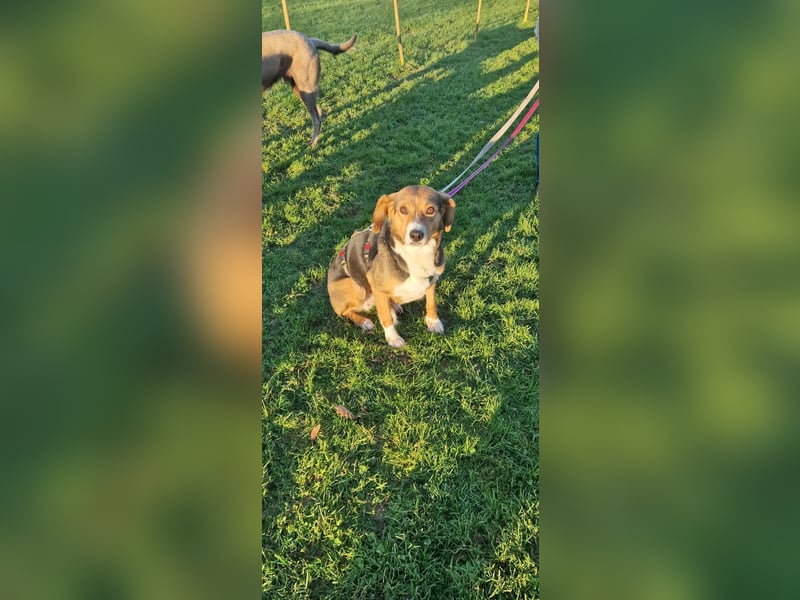 Giga Kalea wunderschöner Mischling Hündin katzenverträglich sucht zuhause für immer