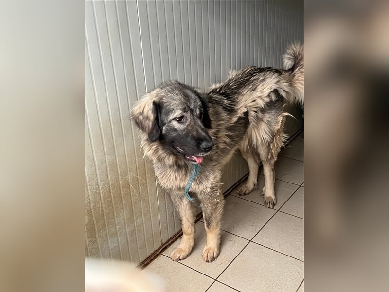 Freundliche Biska sucht Herdenschutzhund geeignetes Zuhause oder Pflegestelle