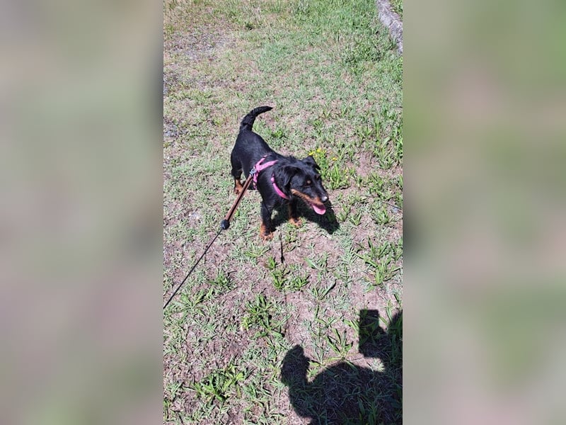 Süße kleine Terrier Mischlingshündin Elly sucht ihr Körbchen