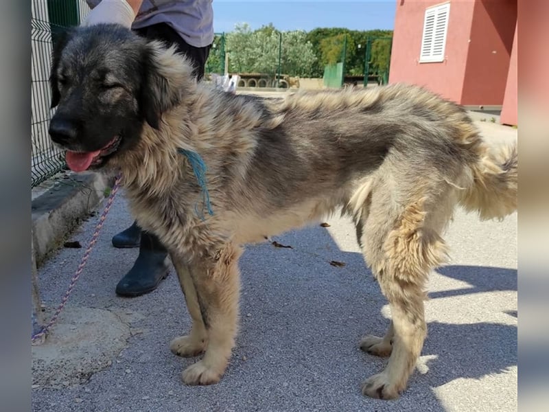 Freundliche Biska sucht Herdenschutzhund geeignetes Zuhause oder Pflegestelle