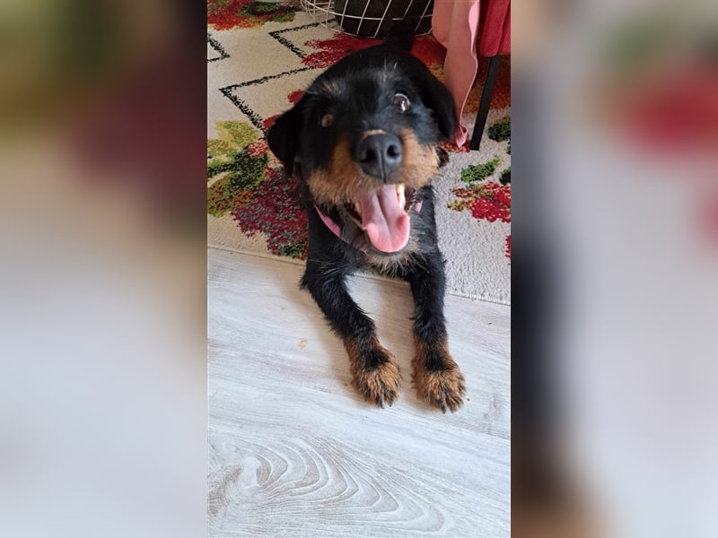 Süße kleine Terrier Mischlingshündin Elly sucht ihr Körbchen