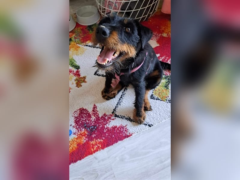 Süße kleine Terrier Mischlingshündin Elly sucht ihr Körbchen