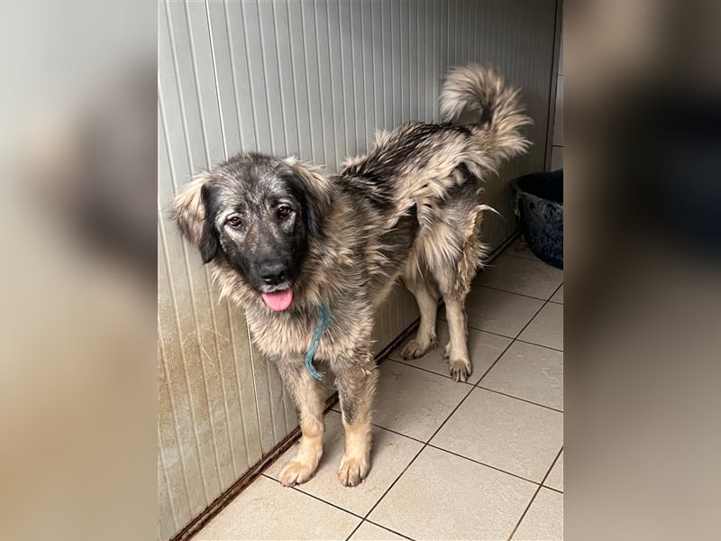 Freundliche Biska sucht Herdenschutzhund geeignetes Zuhause oder Pflegestelle