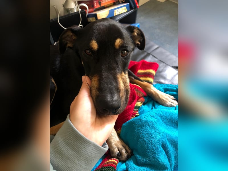 Kuschelmaus Astrid sucht ein liebes zuhause