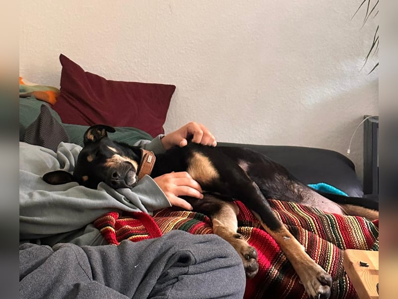 Kuschelmaus Astrid sucht ein liebes zuhause