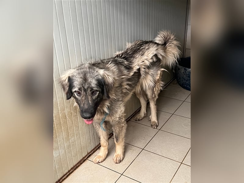 Freundliche Biska sucht Herdenschutzhund geeignetes Zuhause oder Pflegestelle