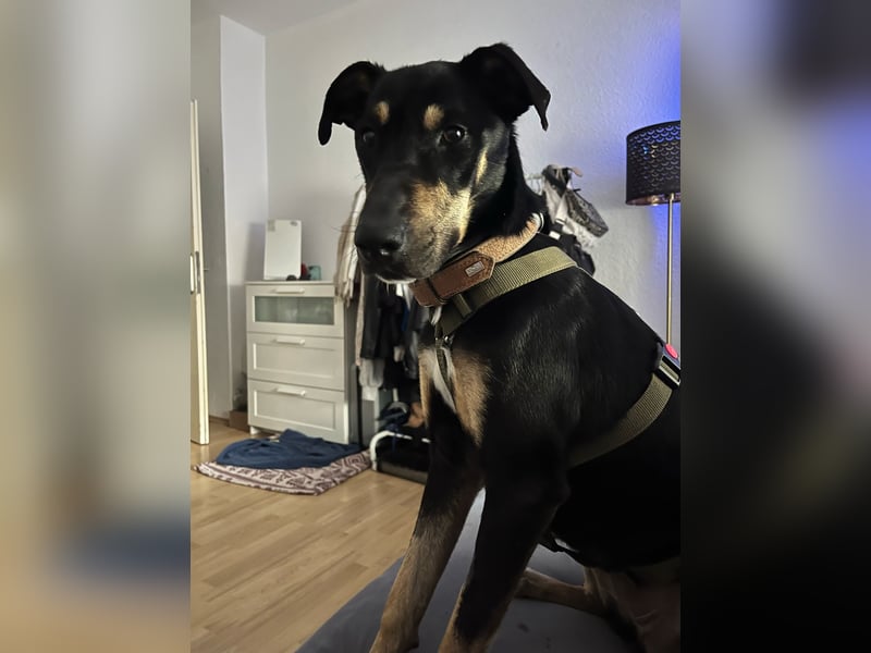Kuschelmaus Astrid sucht ein liebes zuhause