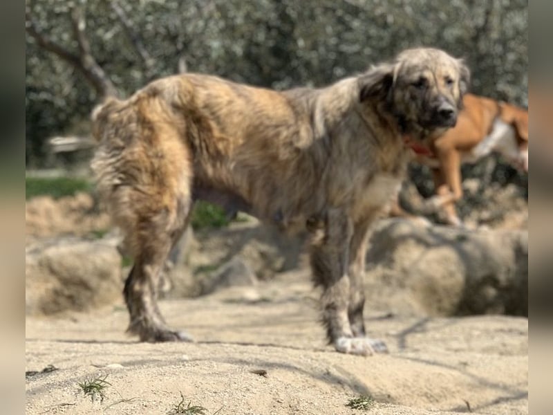 Nandi, geb. ca. 03/2020, lebt in GRIECHENLAND, städt. Tierheim Serres
