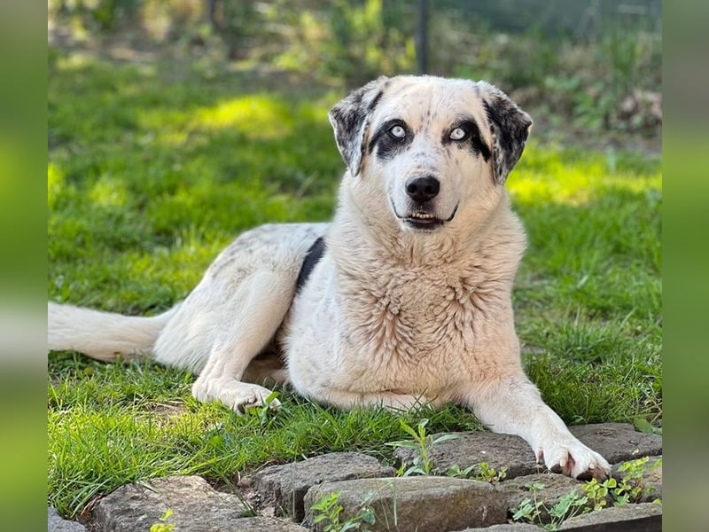 Snow, geb. ca. 06/2023, lebt auf einer Pflegestelle in 47652 Weeze
