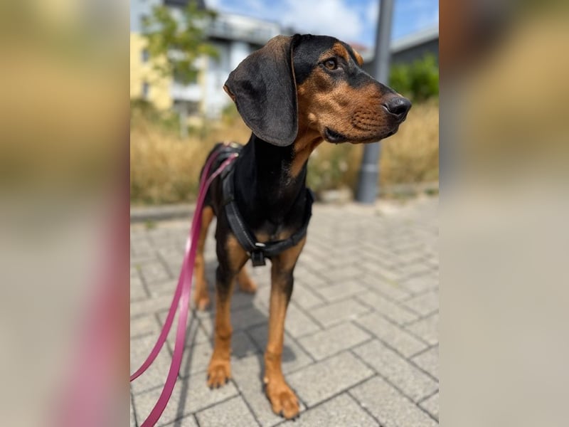 Henny, geb. ca. 02/2025, lebt auf einer Pflegestelle in 44263 Dortmund, Vermittlungshilfe