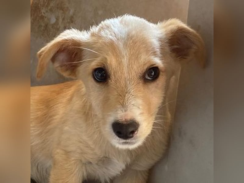Tasha, geb. ca. 03/2025, lebt in GRIECHENLAND, im städt. Tierheim Serres
