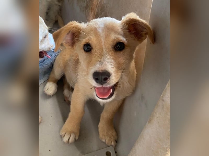 Tasha, geb. ca. 03/2025, lebt in GRIECHENLAND, im städt. Tierheim Serres