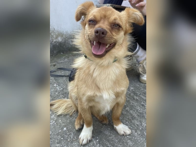 Holana, geb. ca. 05/2024, lebt bei einer Familie in 50374 Erftstadt