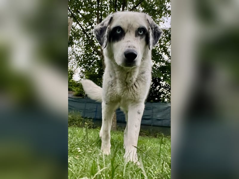 Snow, geb. ca. 06/2023, lebt auf einer Pflegestelle in 47652 Weeze