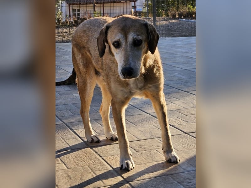 Cleo, geb. ca. 10/2019, lebt in GRIECHENLAND, auf einer privaten Pflegestelle
