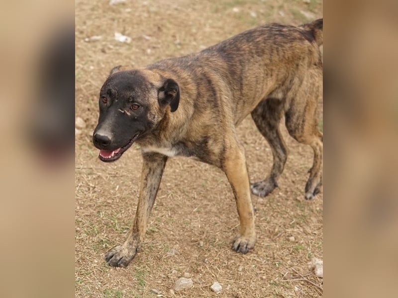 Daria, geb. ca. 12/2022, lebt in GRIECHENLAND, im städt. Tierheim Serres