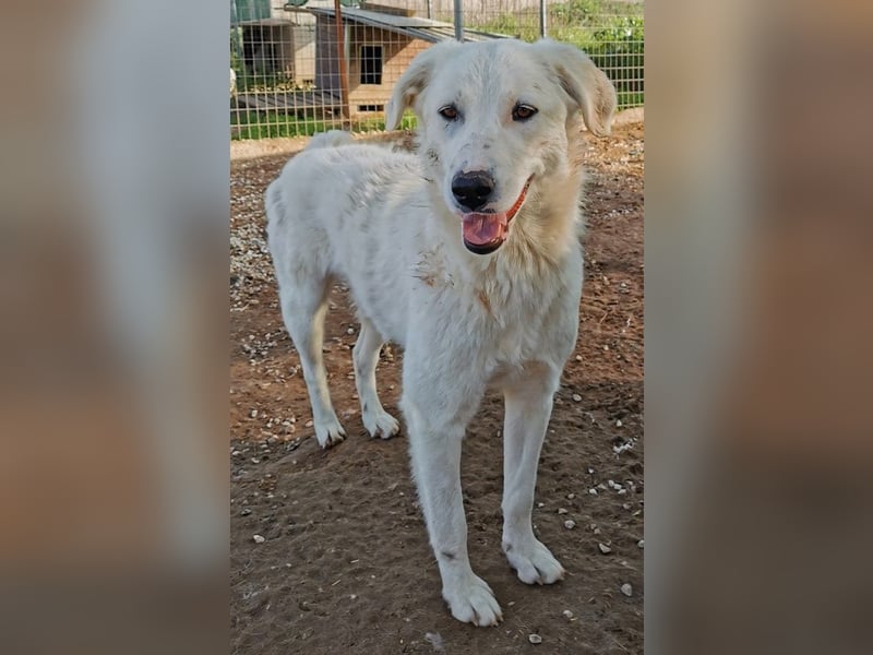 Gwendolyn, geb. ca. 04/2021, lebt in GRIECHENLAND, im städt. Tierheim Serres