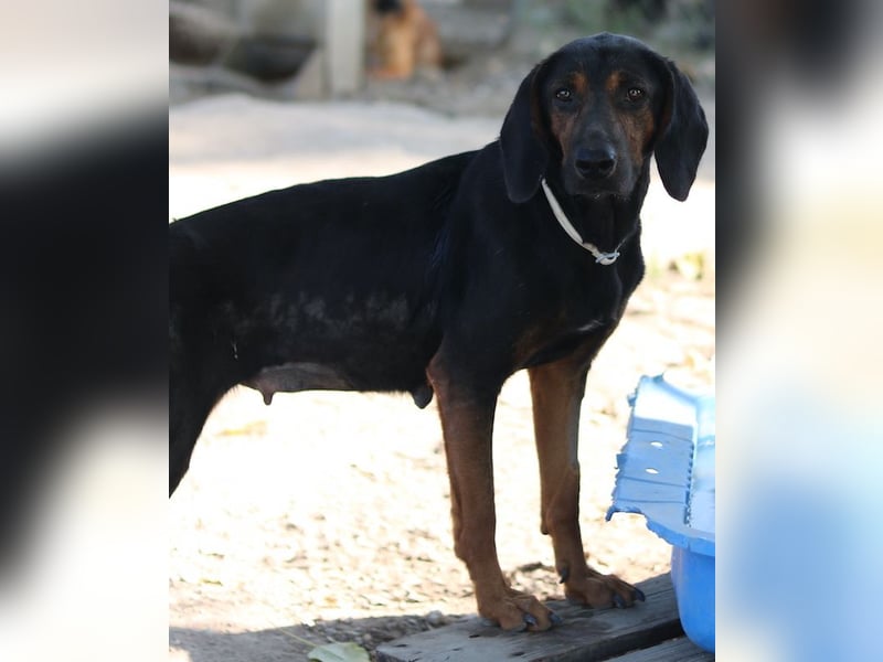 Priska, geb. ca. 08/2021, lebt in GRIECHENLAND, im städt. Tierheim Serres