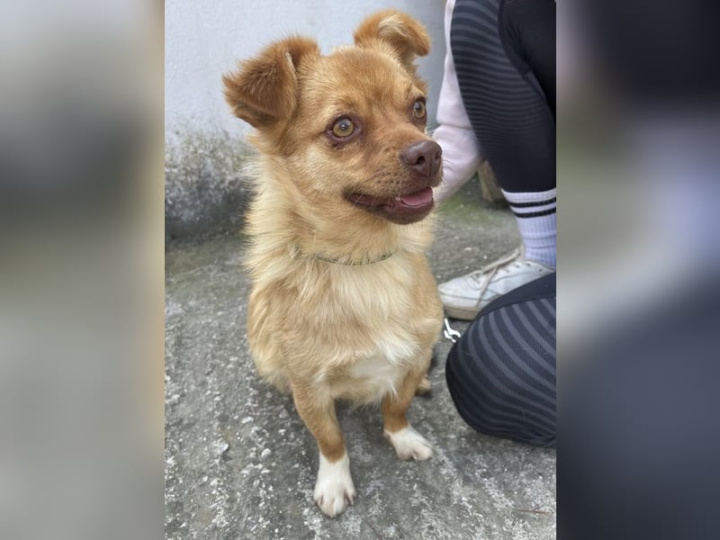 Holana, geb. ca. 05/2024, lebt bei einer Familie in 50374 Erftstadt