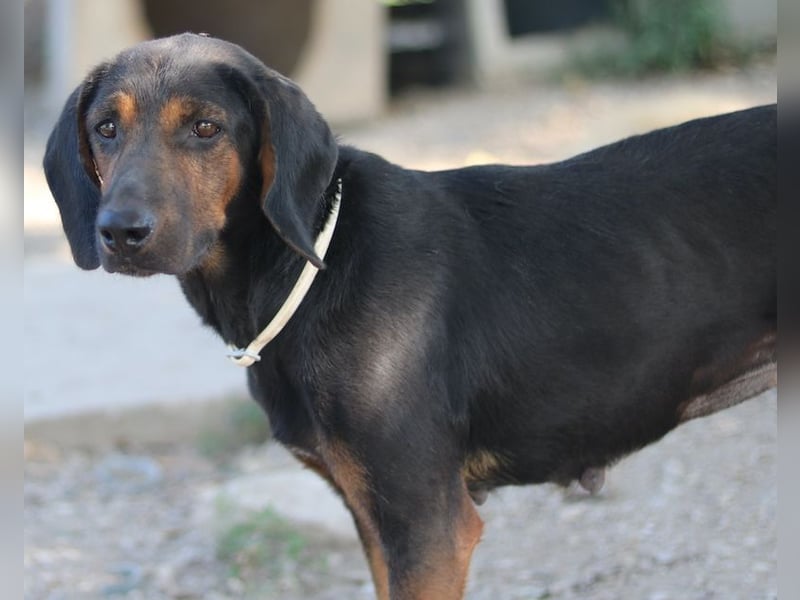 Priska, geb. ca. 08/2021, lebt in GRIECHENLAND, im städt. Tierheim Serres