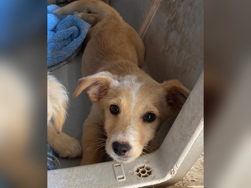 Tasha, geb. ca. 03/2025, lebt in GRIECHENLAND, im städt. Tierheim Serres
