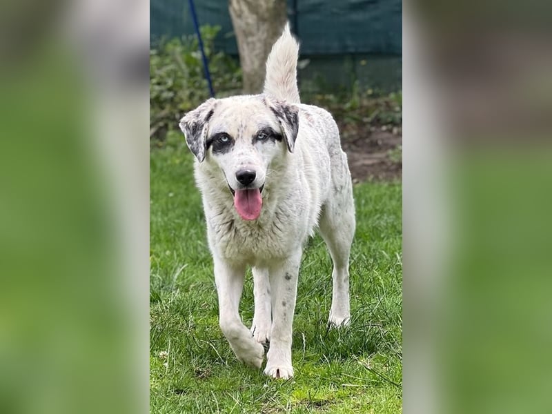 Snow, geb. ca. 06/2023, lebt auf einer Pflegestelle in 47652 Weeze
