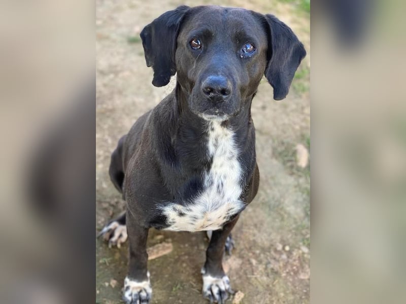 Hailey, geb. ca. 06/2015, lebt in GRIECHENLAND, auf einem Gelände, Hunde werden notdürftig versorgt