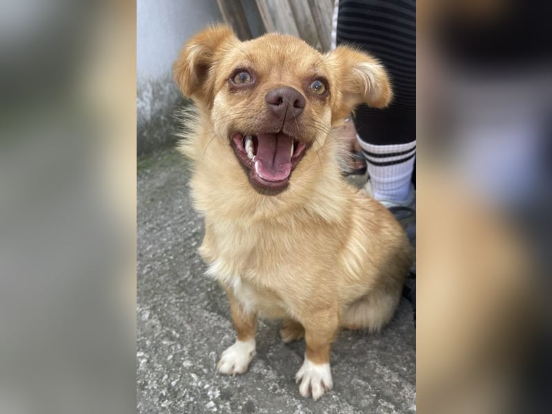 Holana, geb. ca. 05/2024, lebt bei einer Familie in 50374 Erftstadt