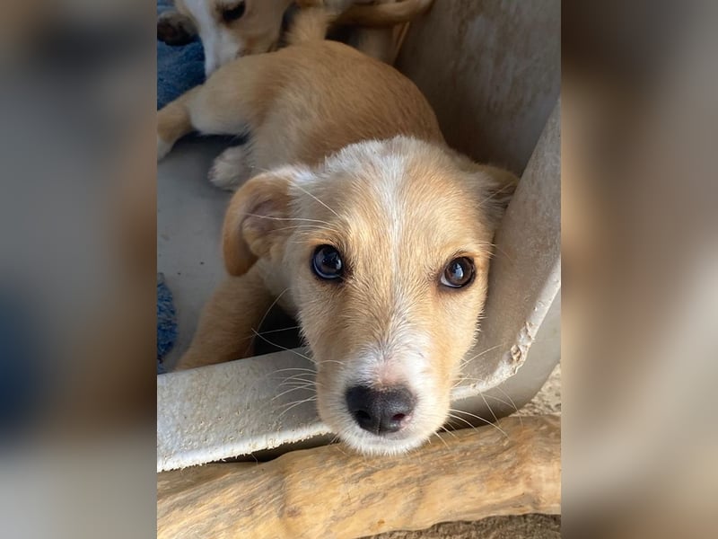 Tasha, geb. ca. 03/2025, lebt in GRIECHENLAND, im städt. Tierheim Serres