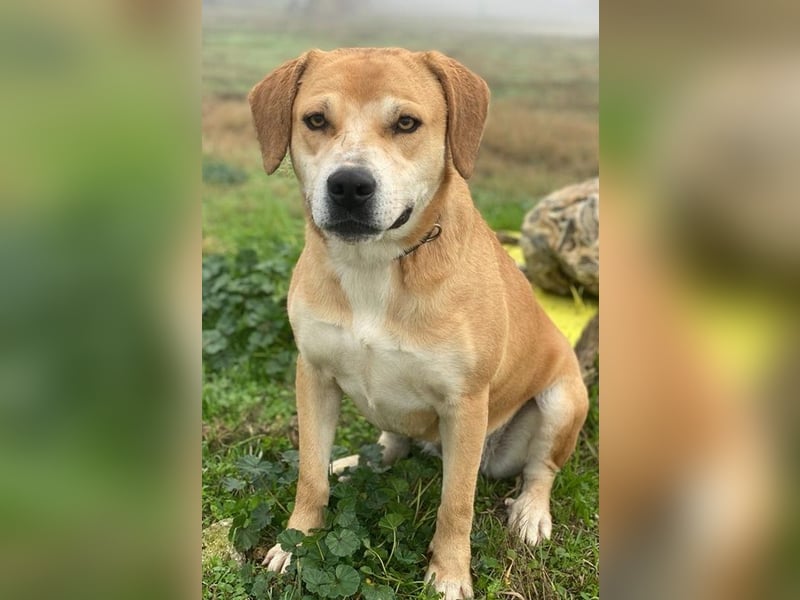 Cece, geb. ca. 12/2019, lebt in GRIECHENLAND, im städt. Tierheim Serres