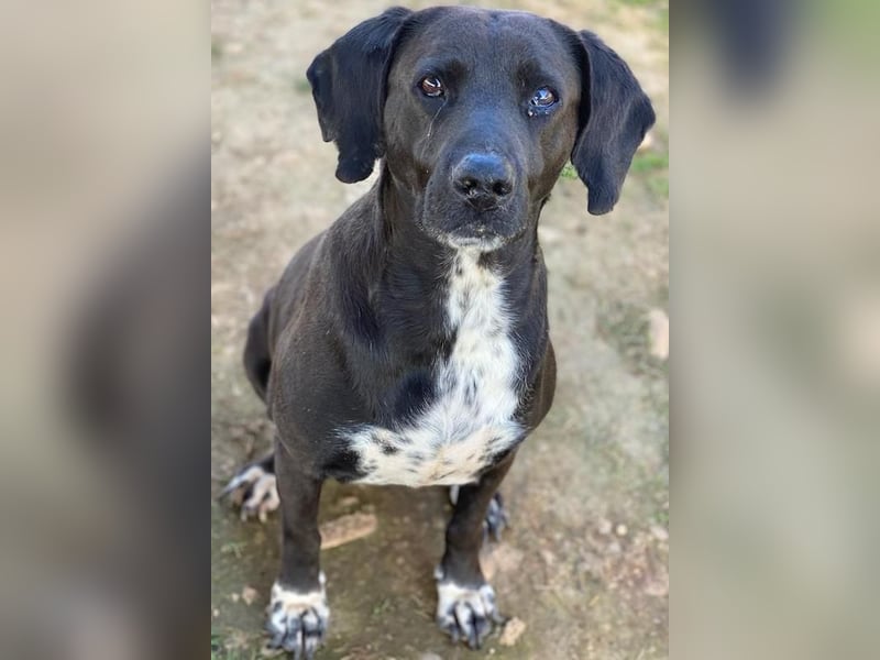 Hailey, geb. ca. 06/2015, lebt in GRIECHENLAND, auf einem Gelände, Hunde werden notdürftig versorgt