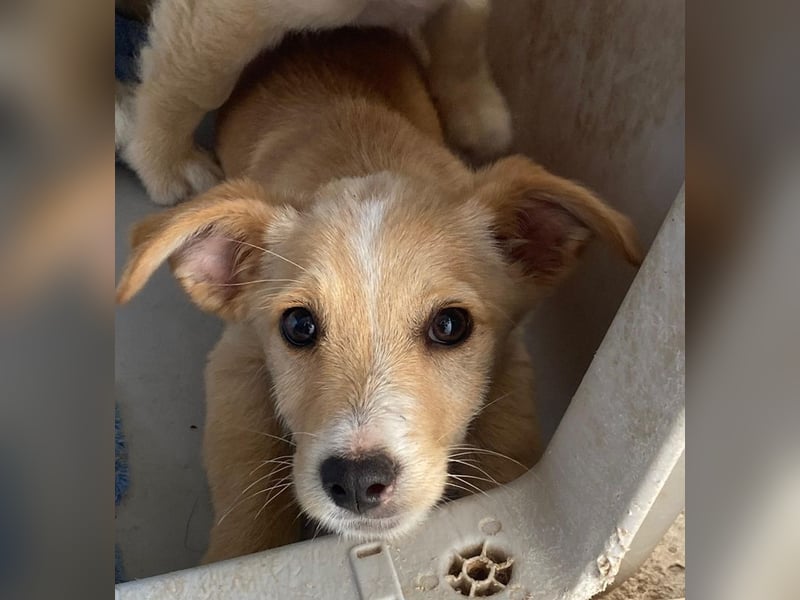 Tasha, geb. ca. 03/2025, lebt in GRIECHENLAND, im städt. Tierheim Serres
