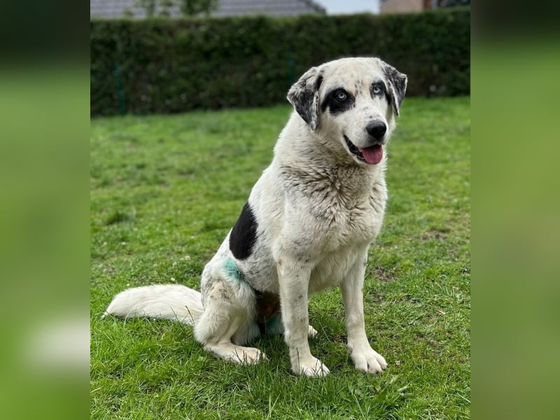 Snow, geb. ca. 06/2023, lebt auf einer Pflegestelle in 47652 Weeze