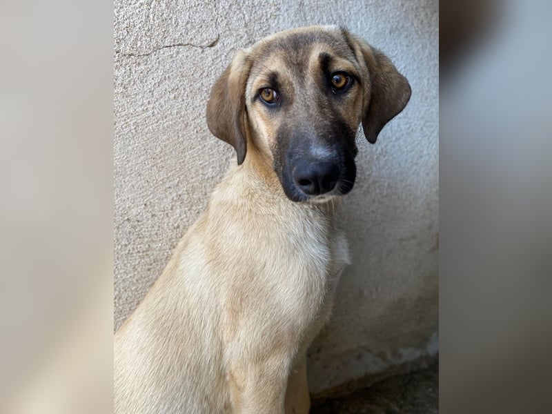 Katinka, geb. ca. 02/2025, lebt in GRIECHENLAND, im städt. Tierheim Serres