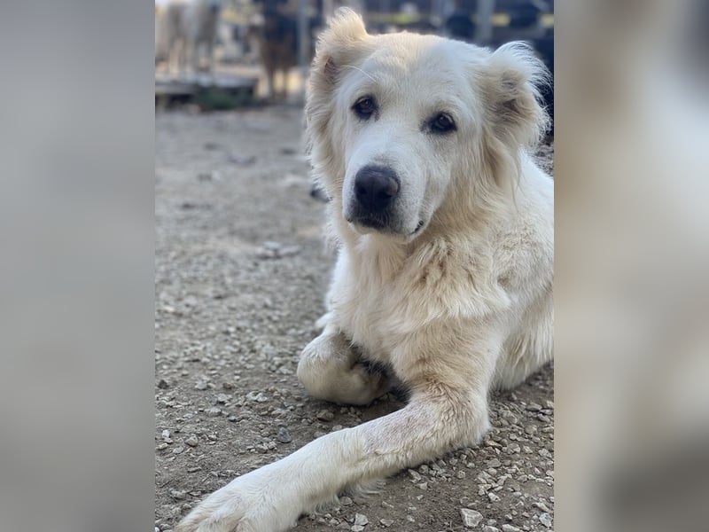 Kankara, geb. ca. 02/2022, lebt in GRIECHENLAND, im städt. Tierheim Serres