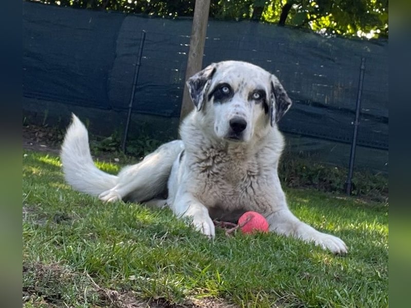 Snow, geb. ca. 06/2023, lebt auf einer Pflegestelle in 47652 Weeze