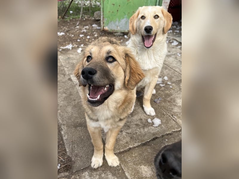 Luana, geb. ca. 10/2023, lebt in GRIECHENLAND, auf einem Gelände, Hunde werden notdürftig versorgt