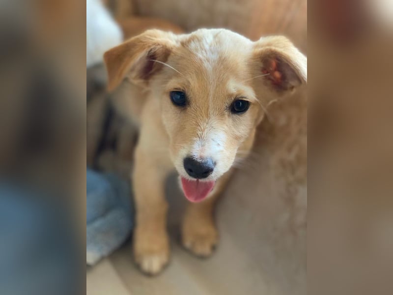 Tasha, geb. ca. 03/2025, lebt in GRIECHENLAND, im städt. Tierheim Serres