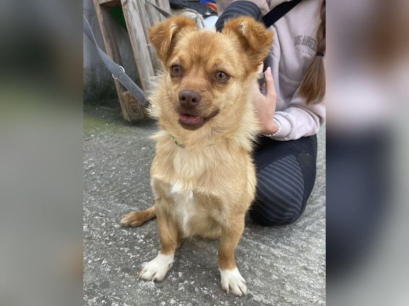 Holana, geb. ca. 05/2024, lebt bei einer Familie in 50374 Erftstadt