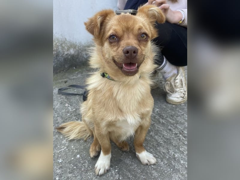 Holana, geb. ca. 05/2024, lebt bei einer Familie in 50374 Erftstadt