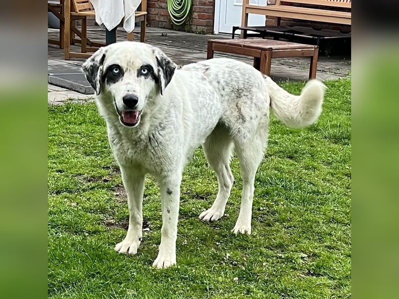 Snow, geb. ca. 06/2023, lebt auf einer Pflegestelle in 47652 Weeze