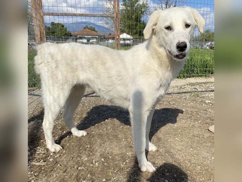 Gwendolyn, geb. ca. 04/2021, lebt in GRIECHENLAND, im städt. Tierheim Serres