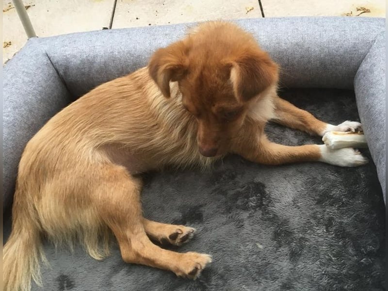 Holana, geb. ca. 05/2024, lebt bei einer Familie in 50374 Erftstadt