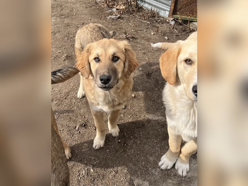 Luana, geb. ca. 10/2023, lebt in GRIECHENLAND, auf einem Gelände, Hunde werden notdürftig versorgt