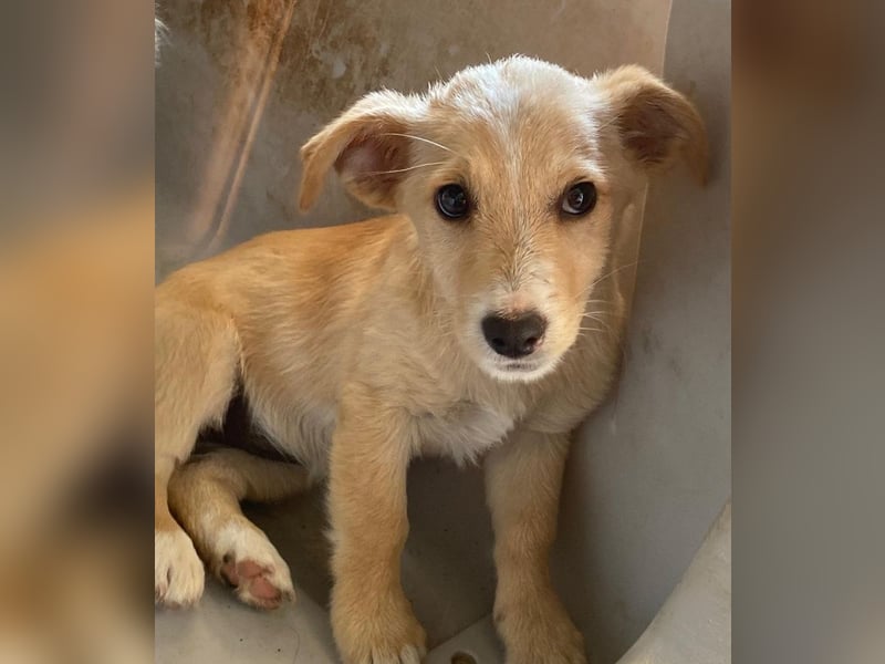 Tasha, geb. ca. 03/2025, lebt in GRIECHENLAND, im städt. Tierheim Serres