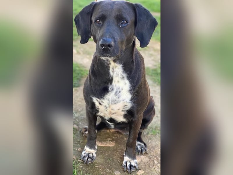 Hailey, geb. ca. 06/2015, lebt in GRIECHENLAND, auf einem Gelände, Hunde werden notdürftig versorgt