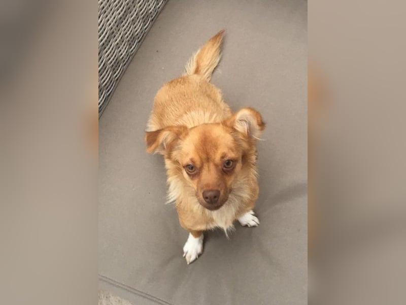 Holana, geb. ca. 05/2024, lebt bei einer Familie in 50374 Erftstadt