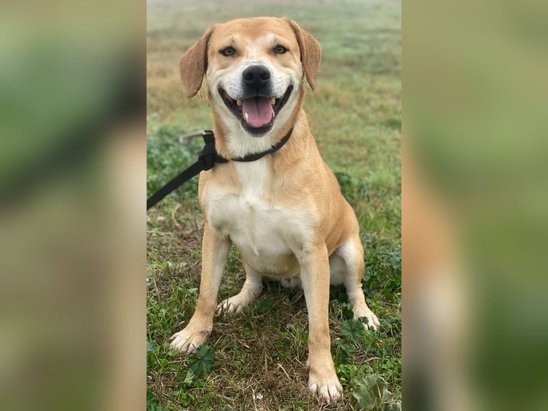 Cece, geb. ca. 12/2019, lebt in GRIECHENLAND, im städt. Tierheim Serres